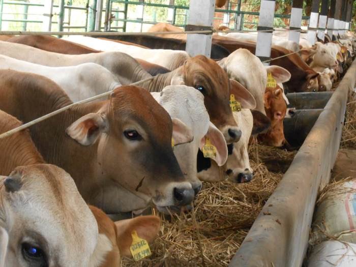 Cara Memilih Bibit Sapi Yang Baik