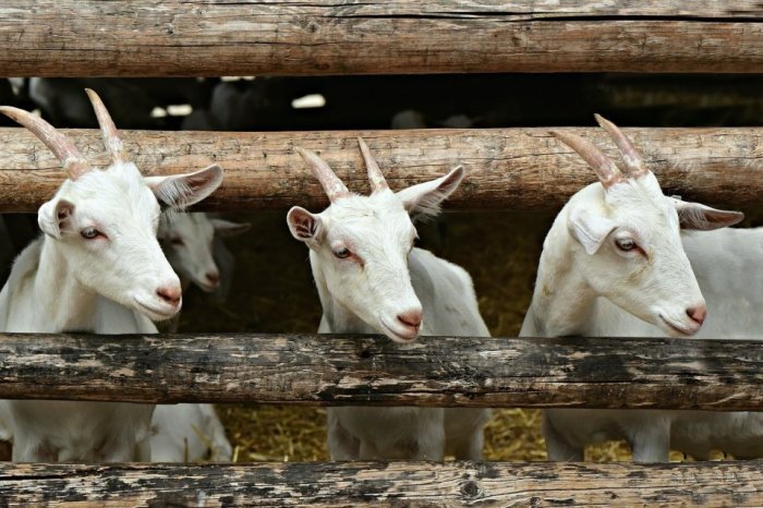 Panduan lengkap sukses ternak kambing