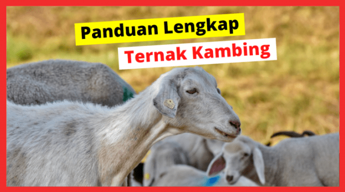 Panduan lengkap sukses ternak kambing