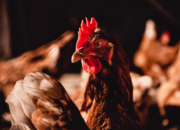 Crd Ayam Cara Mengenali Dan Mengobati Sebelum Akut