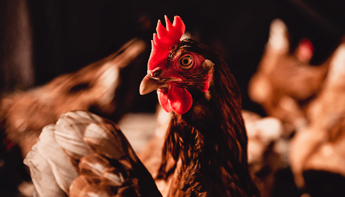 Crd Ayam Cara Mengenali Dan Mengobati Sebelum Akut