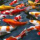 Ikan koi kolam budidaya terpal sukses untung blitar haruslah