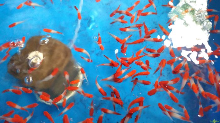 Ikan hias budidaya Ikan hias budidaya