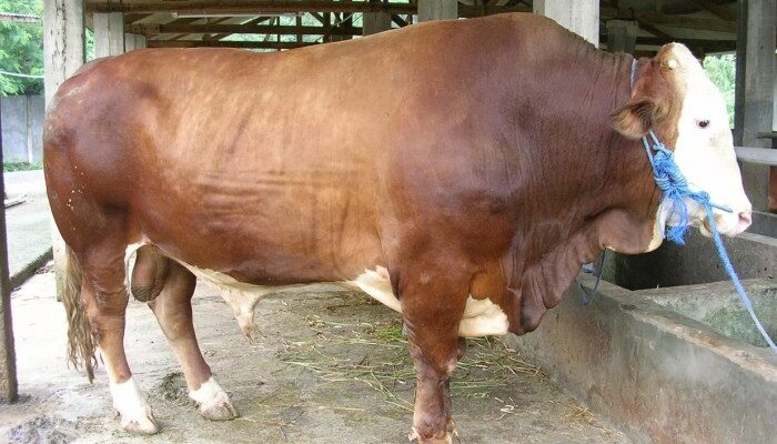 Ternak Sapi Jantan Vs Betina