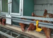 Strategi Meningkatkan Profit Ternak Ayam Petelur