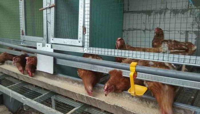 Strategi Meningkatkan Profit Ternak Ayam Petelur