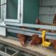 Strategi meningkatkan profit ternak ayam petelur