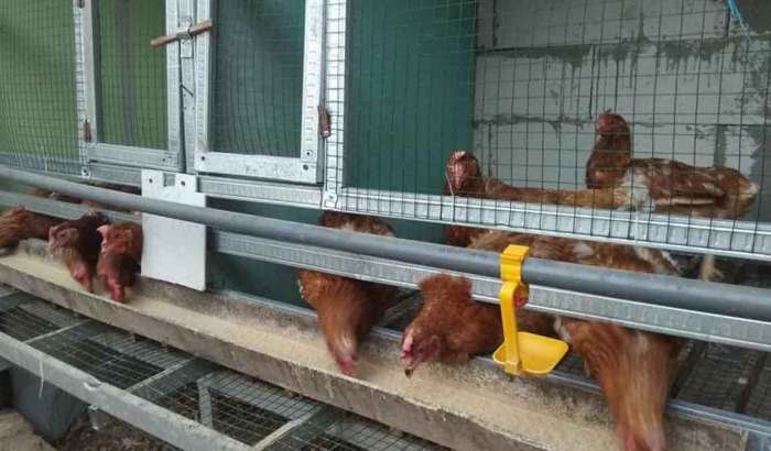 Strategi meningkatkan profit ternak ayam petelur