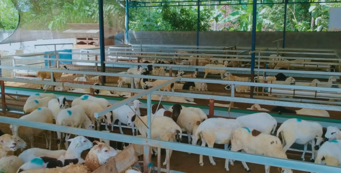 Sistem Kandang Ayam Kampung Modern