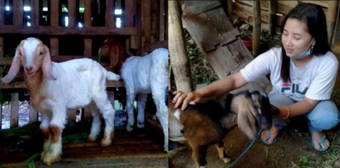 Kambing pakan fermentasi ternak fodder pemberian memberi mudah hidroponik jagung domba rumahmesin Kambing pakan fermentasi ternak fodder pemberian memberi mudah hidroponik jagung domba rumahmesin