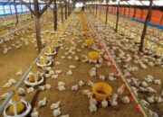 Pakan Alternatif Ayam Broiler