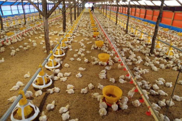 Pakan alternatif ayam broiler