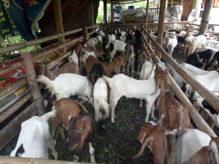 Analisa usaha ternak kambing modern