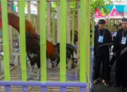 Kontes Ayam Hutan Terbaik