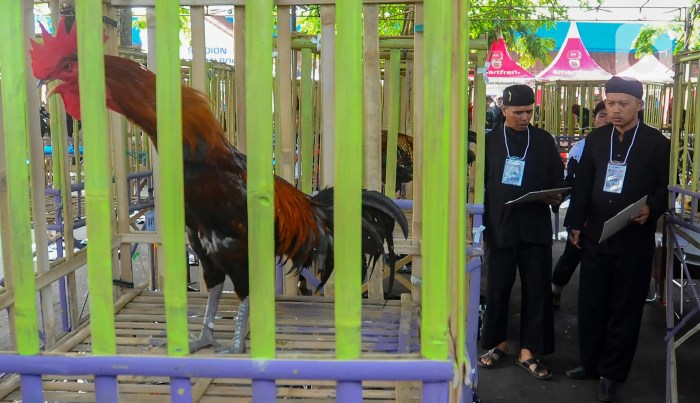 Peternak Ayam Hutan di Bogor