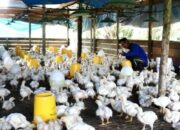 Modal Budidaya Ayam Kampung