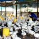 Modal budidaya ayam kampung