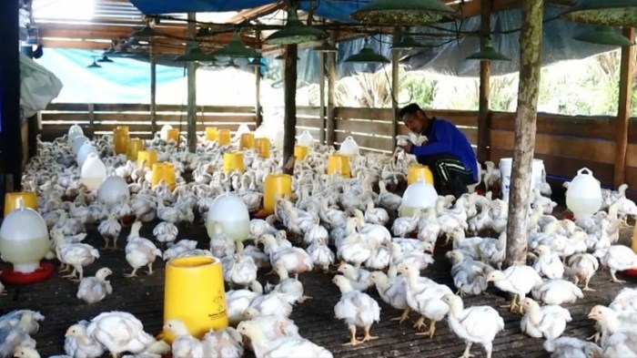 Modal budidaya ayam kampung