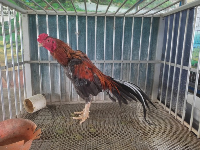 Ciri indukan ayam bangkok berkualitas