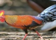 Harga Pakan Ayam Hutan Per Kg
