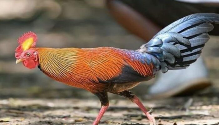 Tips Sukses Ternak Ayam Hutan