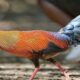 Reproduksi ayam hutan dalam penangkaran