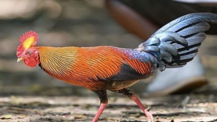 Reproduksi ayam hutan dalam penangkaran