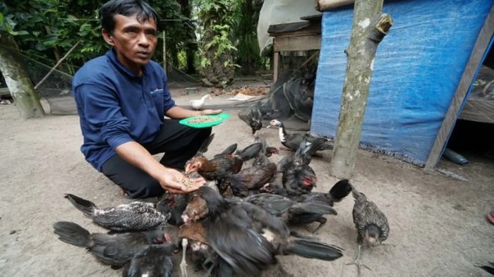 Cara merawat ayam kampung