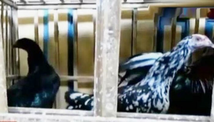 Cara Mengawinkan Ayam Kampung