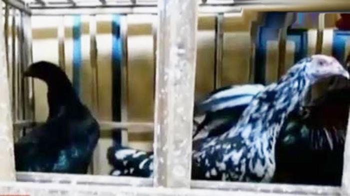 Cara mengawinkan ayam kampung