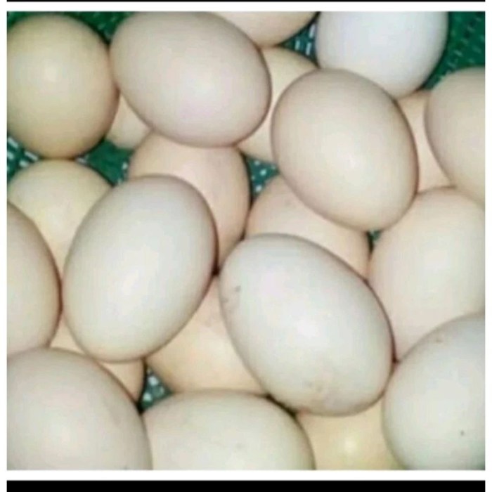 Menetaskan telur ayam kampung