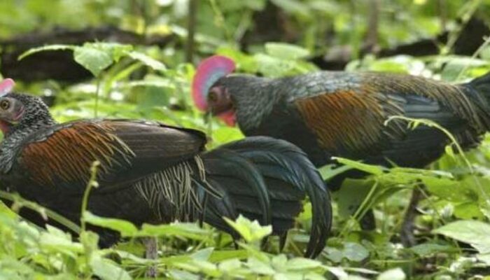 Perbedaan Ayam Hutan Jantan dan Betina