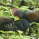 Reproduksi ayam hutan dalam penangkaran