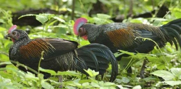 Reproduksi ayam hutan dalam penangkaran