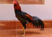 Analisa Usaha Ayam Bangkok