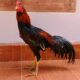 Keuntungan ternak ayam bangkok