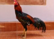 Cara Ternak Ayam Bangkok