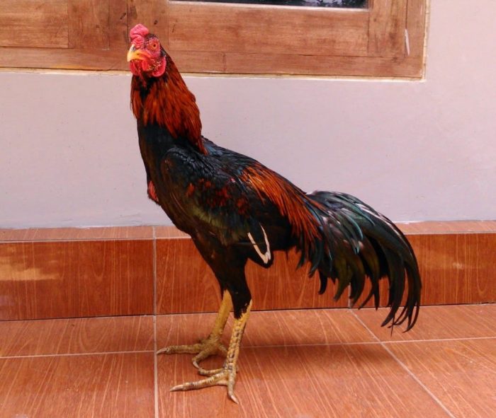 Cara Membuat Badan Ayam Bangkok Kekar