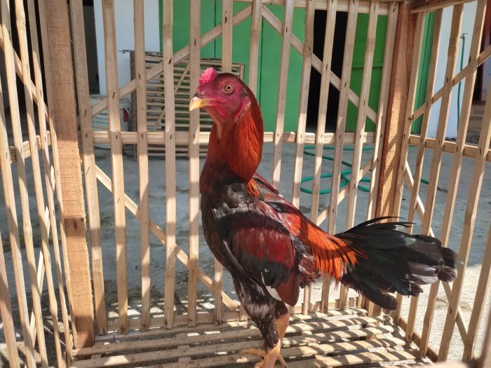 Cara melatih ayam bangkok aduan