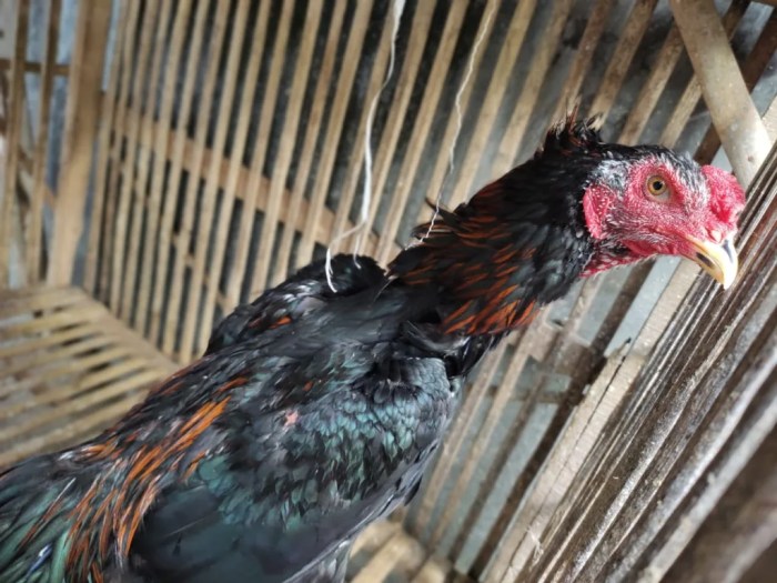 Ayam bangkok aduan kandang merawat umbaran bagus