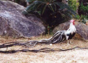 Harga Ayam Hutan Anakan dan Dewasa