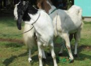 Pakan Kambing Etawa Terbaik