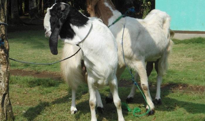 Pakan kambing etawa terbaik