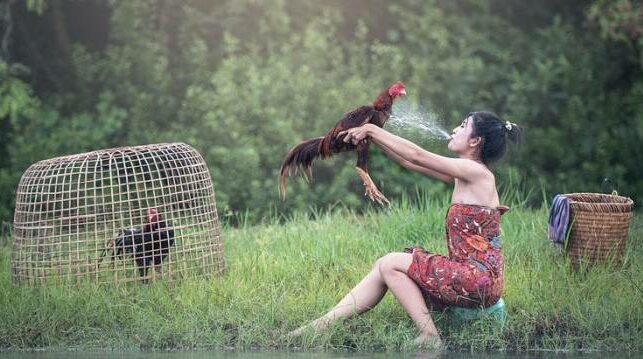 Teknik memandikan ayam bangkok