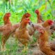 Keuntungan ternak ayam kampung