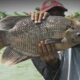 Urban farming ikan gurame