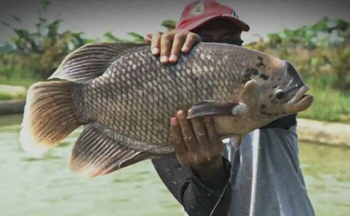Urban farming ikan gurame