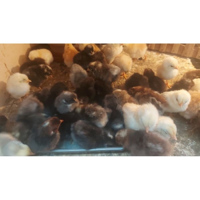 Pemisahan anakan ayam kampung