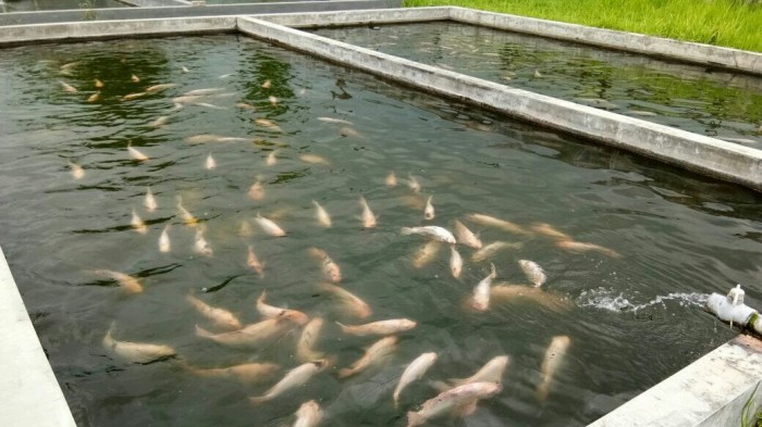 Ikan nila kolam tanah budidaya merah