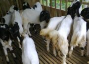 Pemilihan Bibit Kambing Etawa